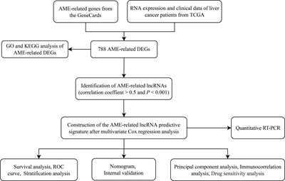 A new acidic microenvironment related lncRNA signature predicts the prognosis of liver cancer patients